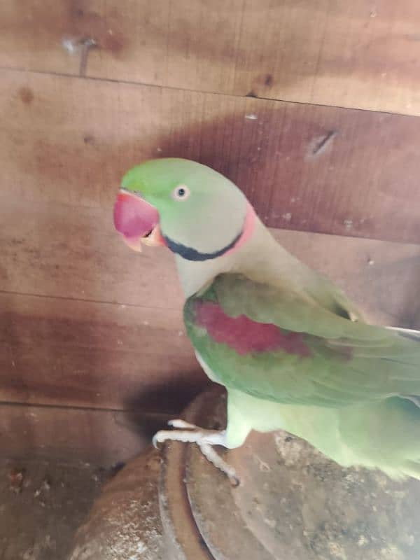 raw parrot healthy and active for sale 2