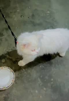 full trained male cate | pure white colour