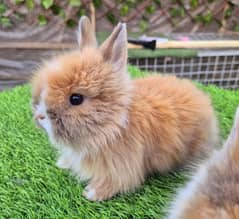 Teddy Bear Dwarf Rabbits