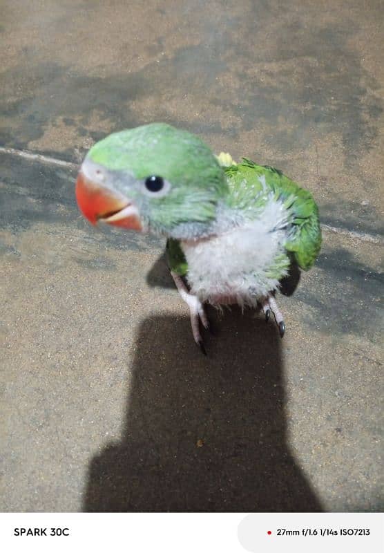 Raw Parrot chick 1