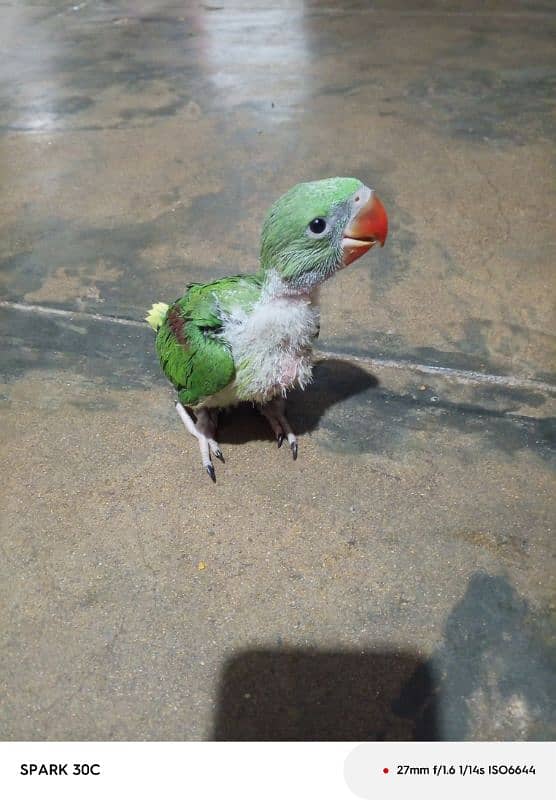 Raw Parrot chick 3