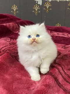 Persian kitten available now