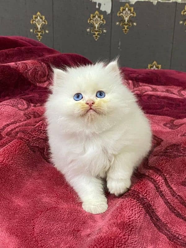 available persian kitten 0