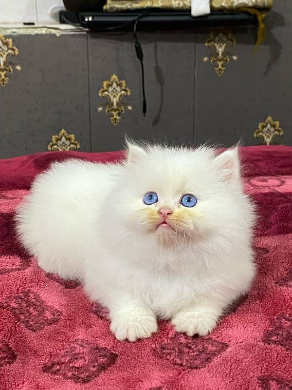 available persian kitten 1