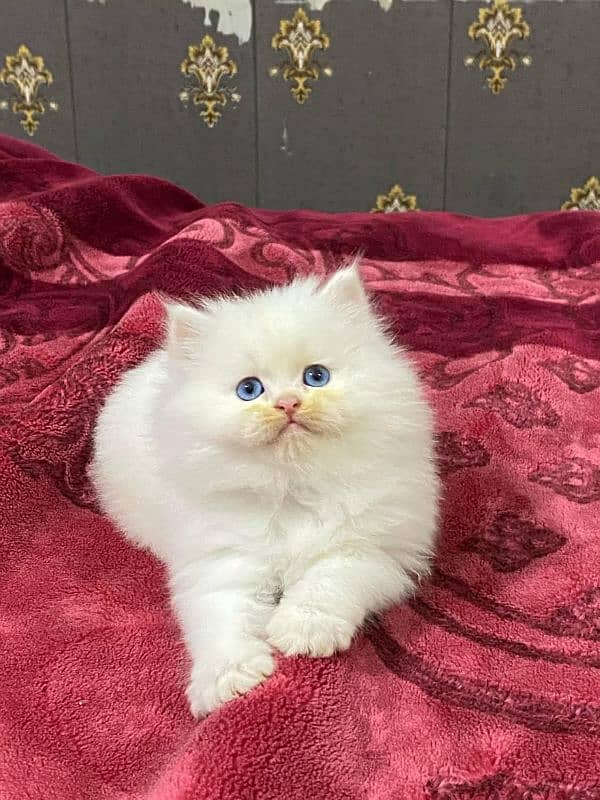 available persian kitten 2