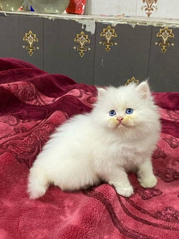 available persian kitten 3