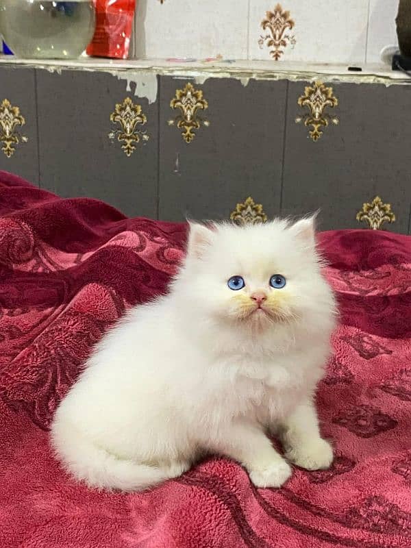 available persian kitten 4