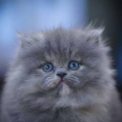 Persian Kittens | Grey Kittens | Triple coated Kitten | White Kitten