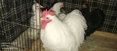 bantam hens