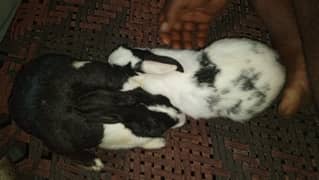 rabbit pare for sale cute and beautiful please serious buyer content m