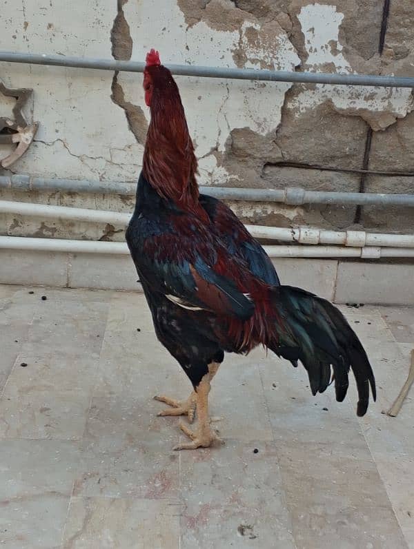 Aseel Mianwali Breeder Murgha 1