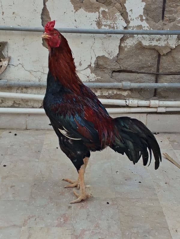 Aseel Mianwali Breeder Murgha 2