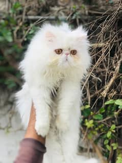 pure peke persian male.