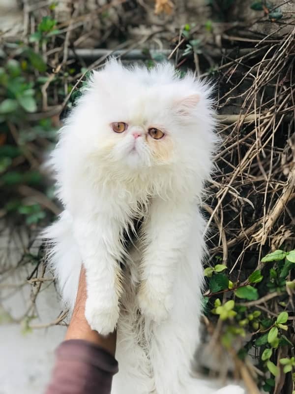 pure peke persian male. 1