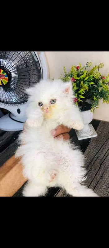 Persian cat for sale only WhatsApp number0327=4272440 0