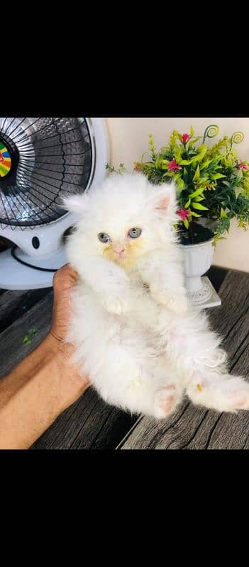 Persian cat for sale only WhatsApp number0327=4272440 1