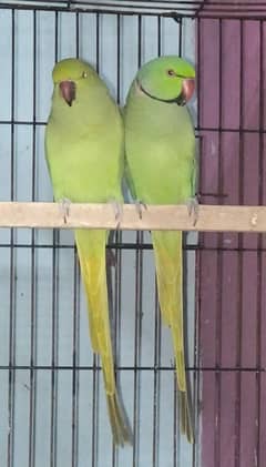 ConfirmBreeder Pair Looking 03095039815