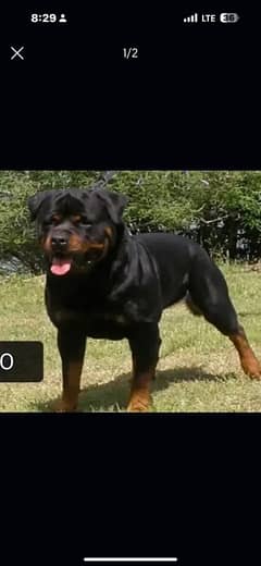 male rottweiler huge size from pedigree parents