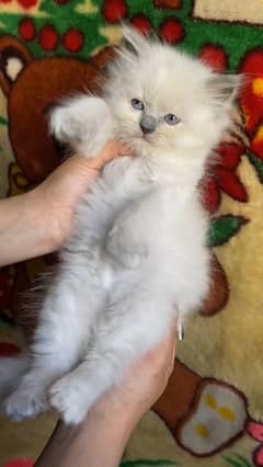 Persian female kitten for sale