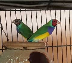 Ladygouldian