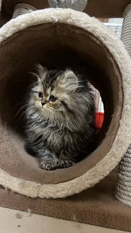 Persian kitten 0