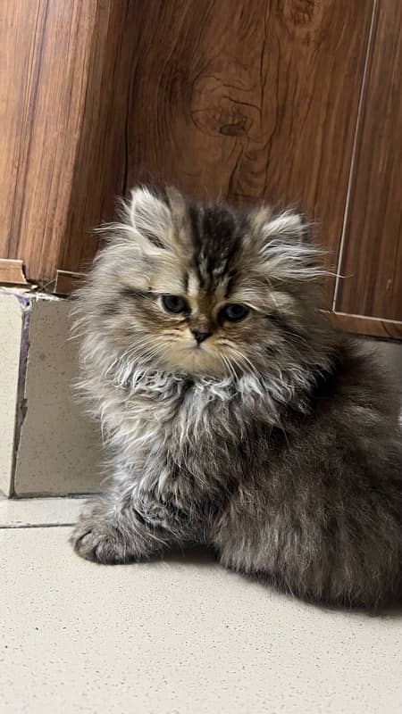 Persian kitten 1