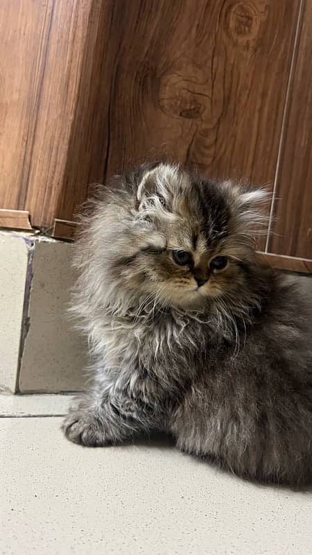 Persian kitten 2