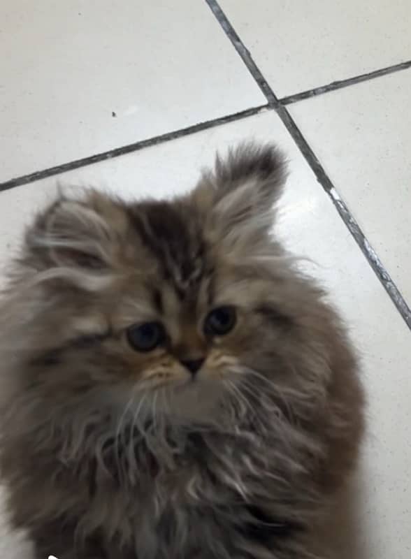 Persian kitten 3