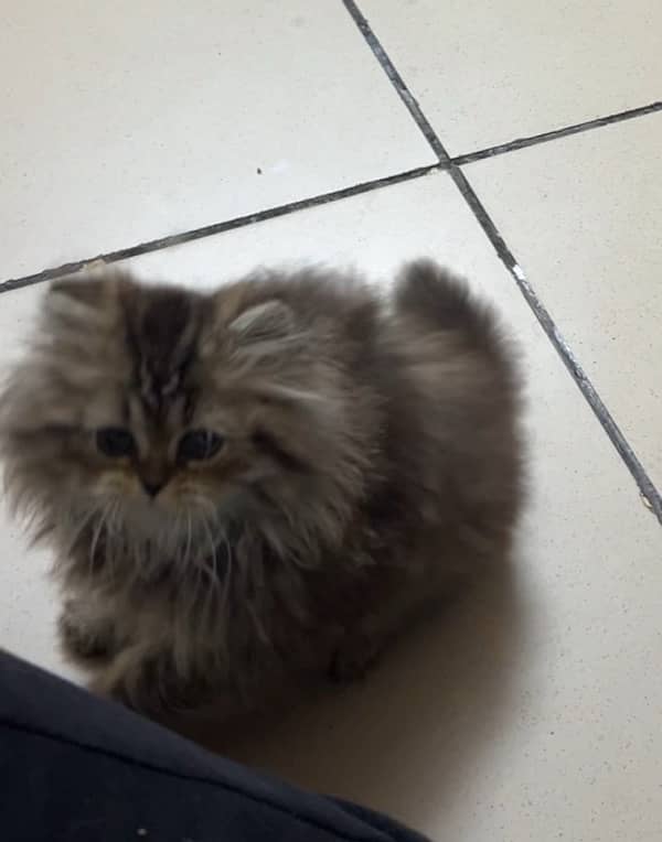 Persian kitten 4