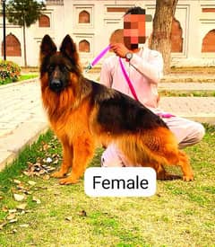 GSD Female loc peshawar