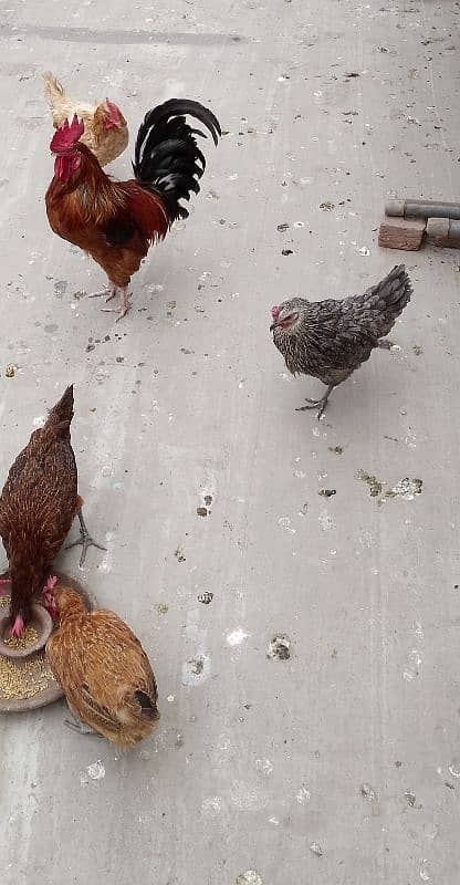 MashAllah full active and healthy Eggs deti 5 Desi Murgiyan for sale. 2