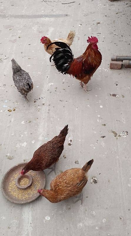 MashAllah full active and healthy Eggs deti 5 Desi Murgiyan for sale. 5