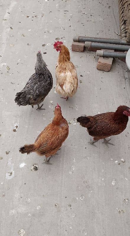 MashAllah full active and healthy Eggs deti 5 Desi Murgiyan for sale. 9