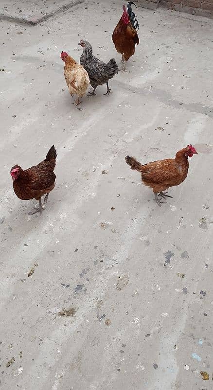 MashAllah full active and healthy Eggs deti 5 Desi Murgiyan for sale. 10