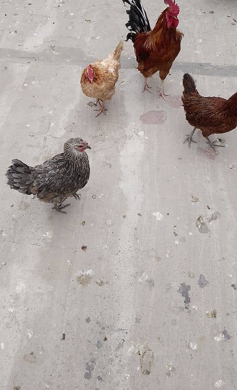 MashAllah full active and healthy Eggs deti 5 Desi Murgiyan for sale. 12