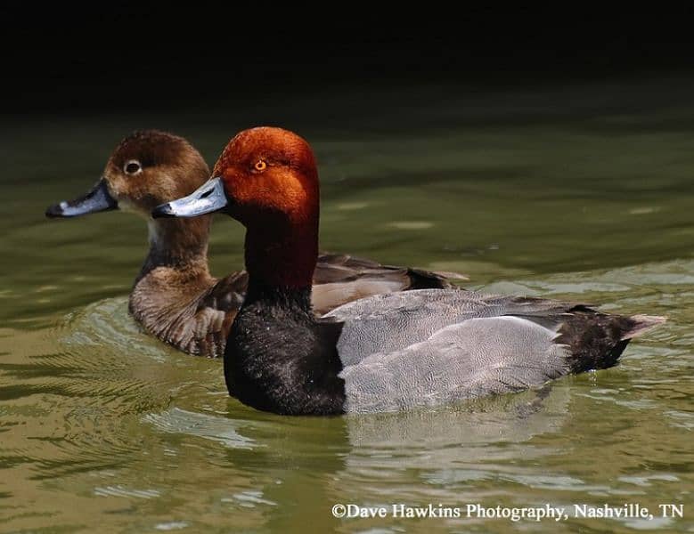 red headed duck 0