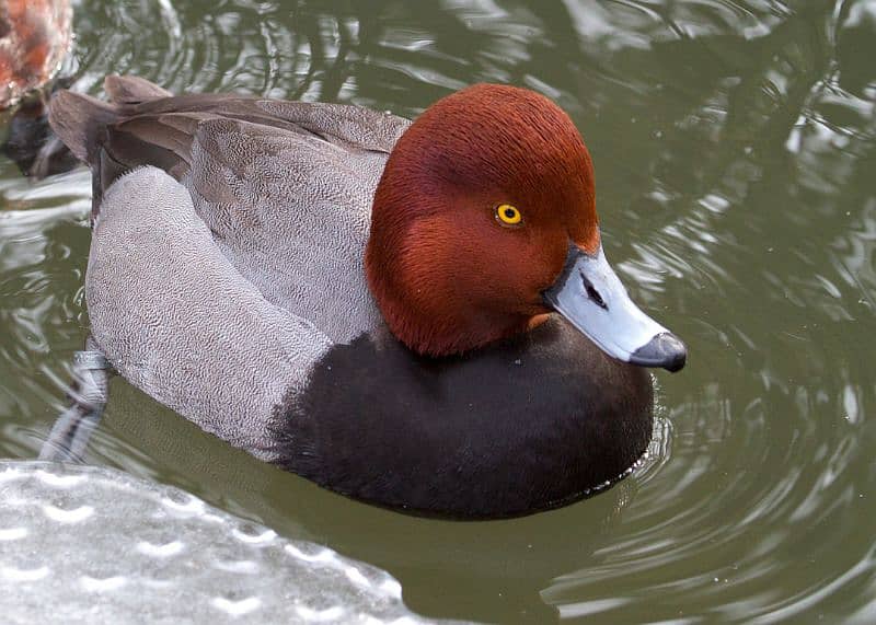 red headed duck 1