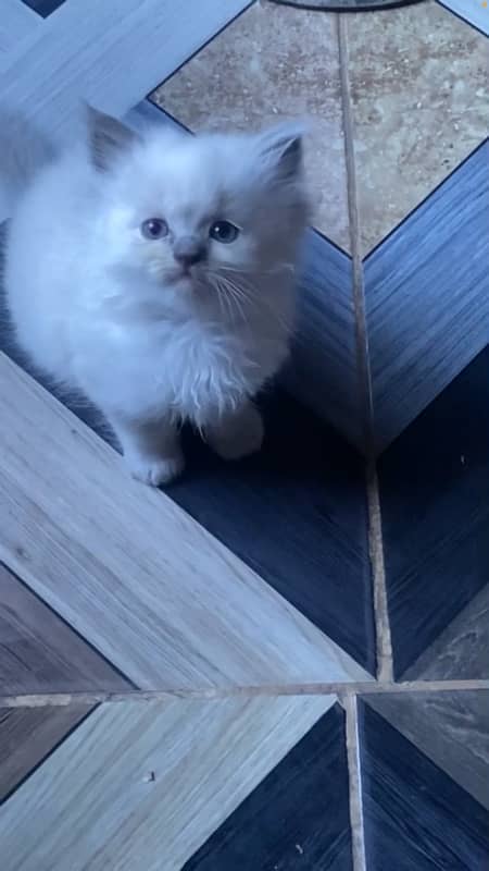 Persian female kitten for sale 1