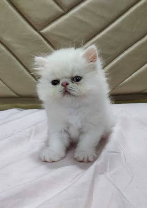 limited important Persian Cats Available 1