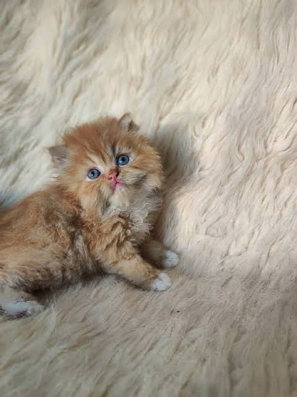 limited important Persian Cats Available 3