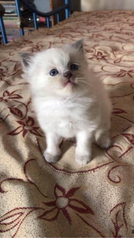 Persian female kitten for sale 2