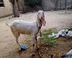 pure rajanpuri bakri