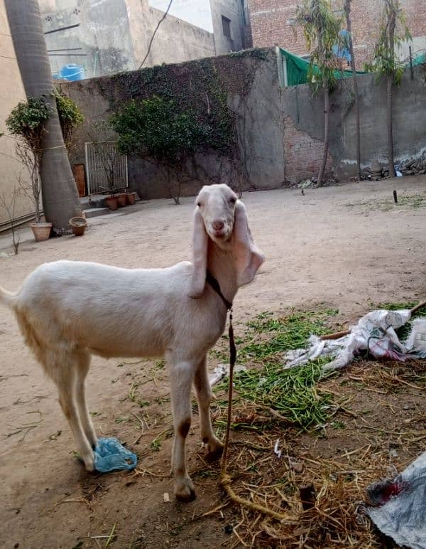 pure rajanpuri bakri 1