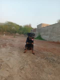 Rotweiler