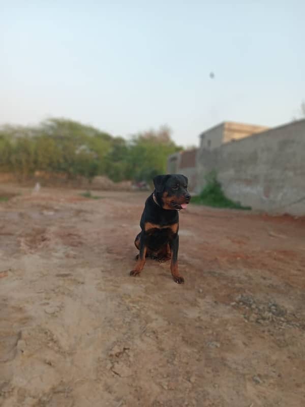 Rotweiler 3