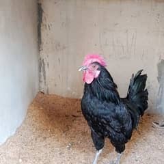 Australorp