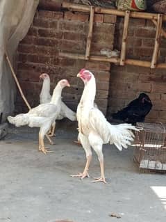 pure white  king oh shamo egg n chicks available.