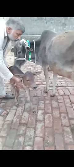 cow pure cholistani sath jersey washe