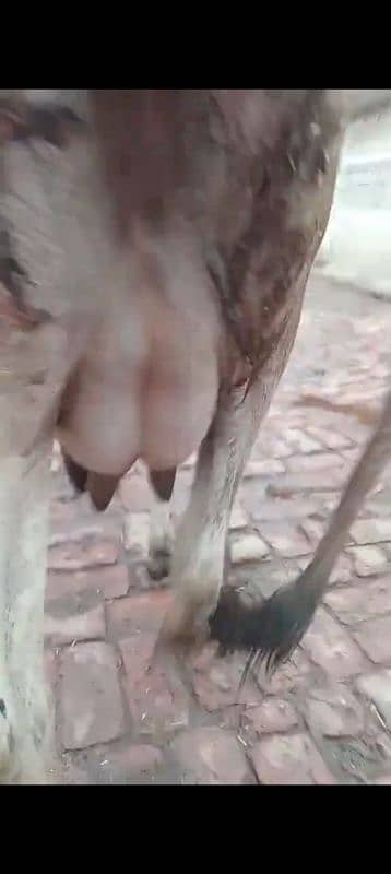 cow pure cholistani sath jersey washe 1