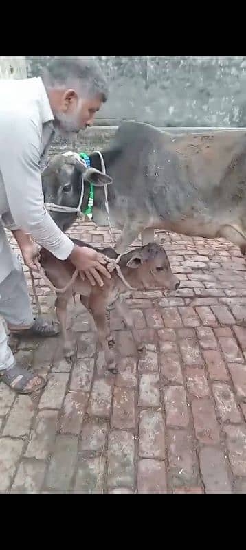 cow pure cholistani sath jersey washe 3